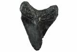 Fossil Megalodon Tooth - North Carolina #347042-1